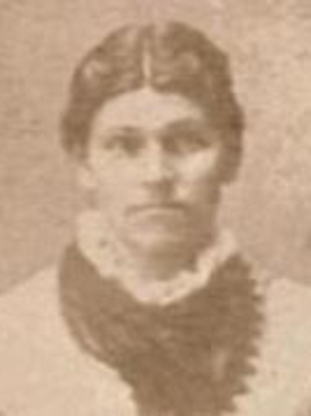 Phoebe Rosalitha Wilcox (1857 - 1925) Profile